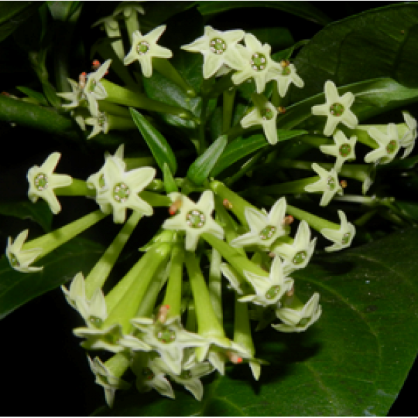 Raat Rani - Night Blooming Jasmine Plant